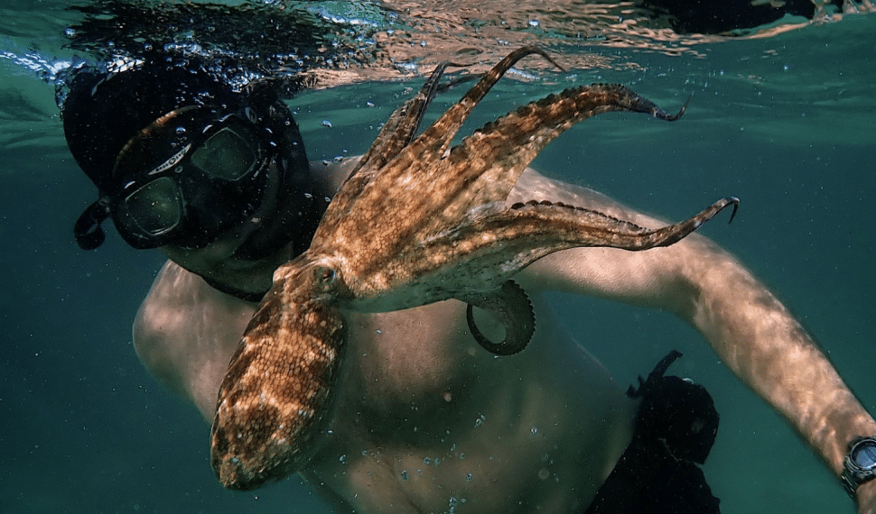 My Octopus Teacher – Recensione, la forza di una impensabile amicizia